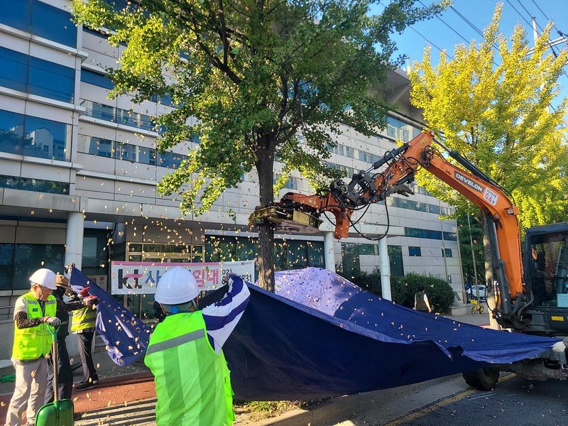 검단구가 왕길동과 불로동 일원에서 진동 수확기를 이용해 은행나무 열매를 조기 수확하고 있다.