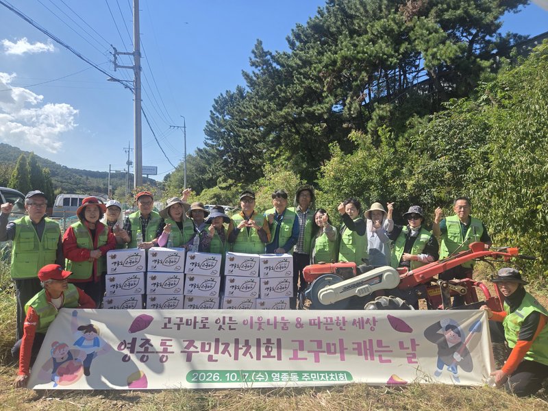 영종동 주민자치회 위원들이 직접 키운 고구마를 수확하고 있다.