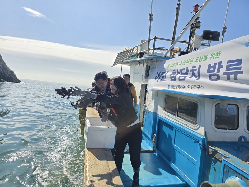 인천시 수산자원연구소가 대이작 해역에 어린 참담치를 방류하는 모습.