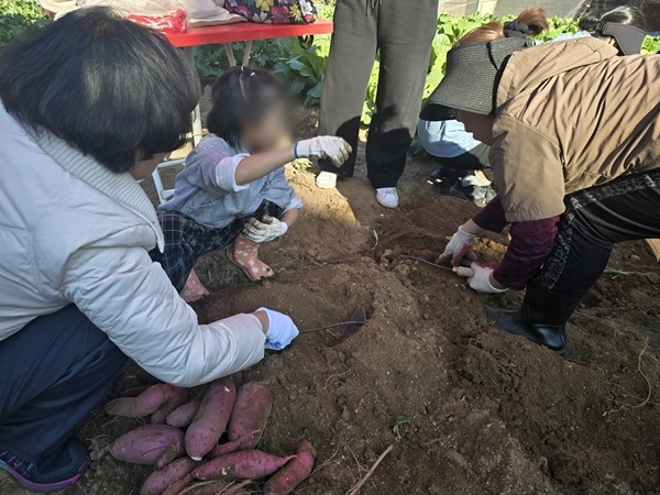 도화초등학교 아동들이 마을공동체 텃밭에서 호미로 흙을 파며 고구마를 캐고 있다. 미추홀구 제공